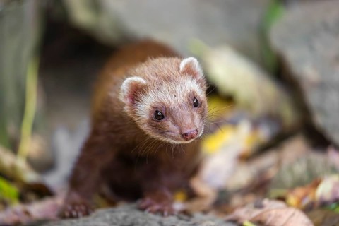 A male ferret (Mustela putorius furo) runs across rocky terrain, searching for food