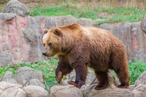 A Kamchatka brown bear (Ursus arctos piscator) runs across rocky terrain