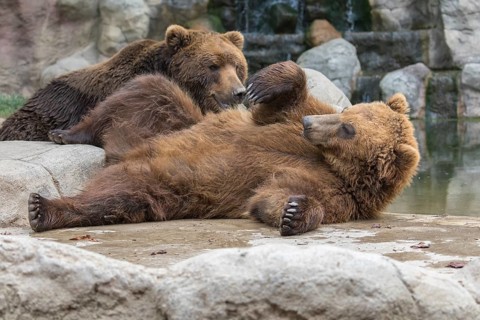 Two Kamchatka brown bear (Ursus arctos piscator), resting on rocks near a pond with a small cascade