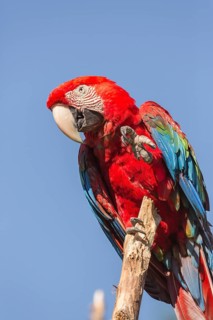 One scarlet macaw (Ara macao) sitting on a branch with a blue sky in the background. Bright