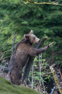 One young eurasian brown bear (Ursus arctos arctos) climbing up a vertical branch and tries to