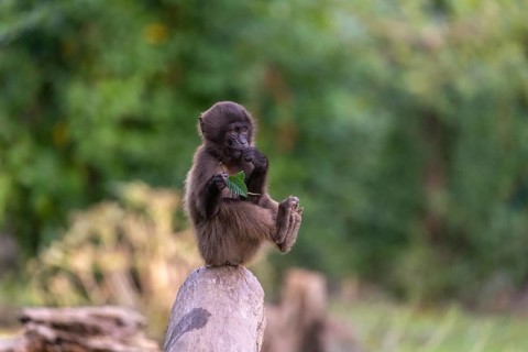 One baby Gelada (Theropithecus gelada), or bleeding-heart monkey sitting on a log and feeding on