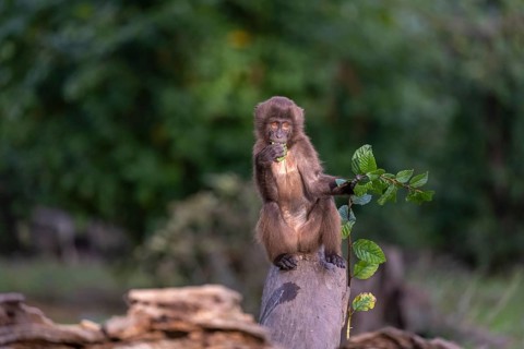 One baby Gelada (Theropithecus gelada), or bleeding-heart monkey sitting on a log and feeding on