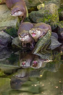 Three oriental small-clawed otter or Asian small-clawed otter (Aonyx cinerea) are standing on a