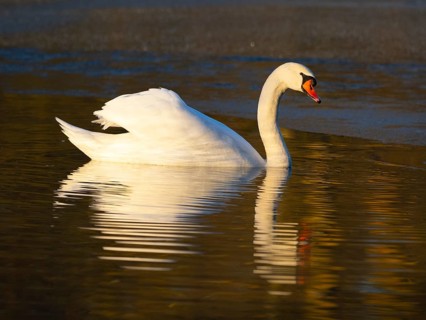 Mute Swan, (Cygnus olor), adult male, swimming on a lake, with its reflection in the water, with