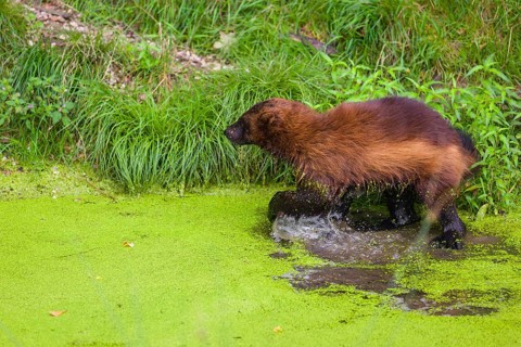A wolverine, (Gulo gulo), stands in the water of a small pond, covered with duckweed