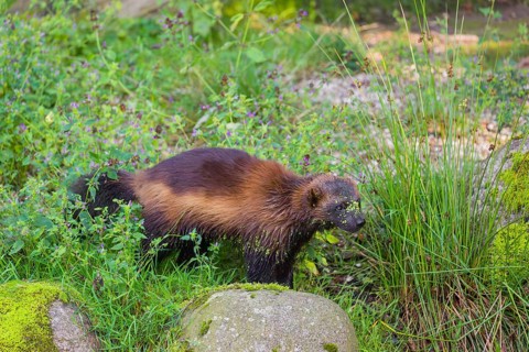 A wolverine (Gulo gulo) runs across a green meadow