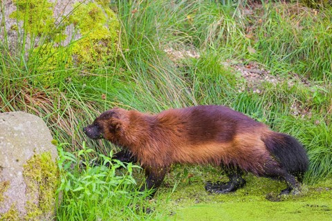 A wolverine, (Gulo gulo), stands in the water of a small pond, covered with duckweed