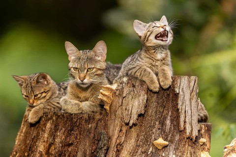 Three cats on a tree trunk. One cat is meowing, the others are quiet, wild cat (Felis silvestris),