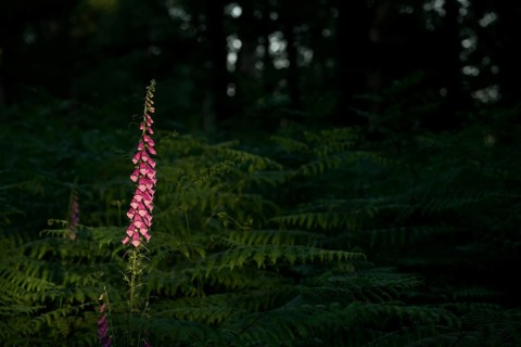 Common foxglove (Digitalis purpurea) in ferns illuminated by the sun, Lower Rhine, North