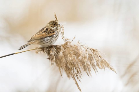 A reed bunting (Emberiza schoeniclus), female, sitting on a reed stalk in a quiet environment,