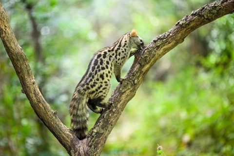 Common genet (Genetta genetta), climbing on a tree wildlife in a forest, Montseny National Park,