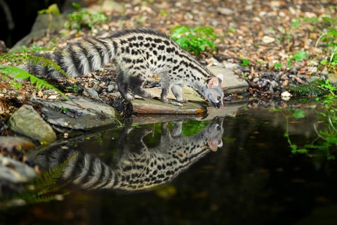 Young Common genet (Genetta genetta) at the shore of a lake, wildlife in a forest, Montseny