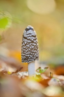 Magpie mushroom (Coprinopsis picacea) growing in a forest in autmn, Bavaria, Germany, Europe