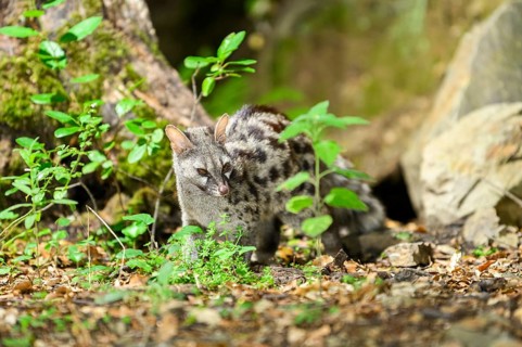 Common genet (Genetta genetta), wildlife in a forest, Montseny National Park, Catalonia, Spain,