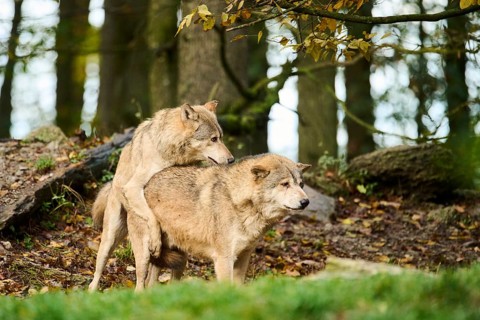 Eastern wolves (Canis lupus lycaon) playing with eacht other, pairing, Bavaria, Germany, Europe