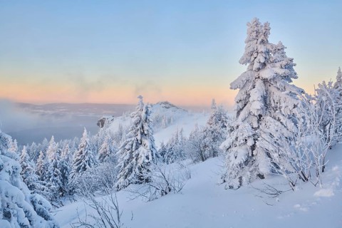 Frozen norway spruce or European spruce (Picea abies) tree at sunrise on mount Arber, Bavarian