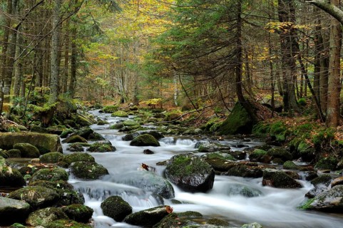 A beautiful stream runs through a colourful autumn forest with moss-covered stones, Kleine Ohe,