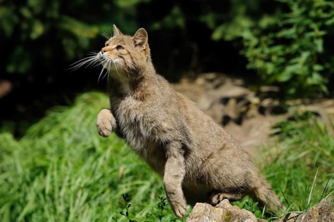 Wildcat in hunting pose with raised paw in green surroundings, wildcat (Felis silvestris), Bavarian
