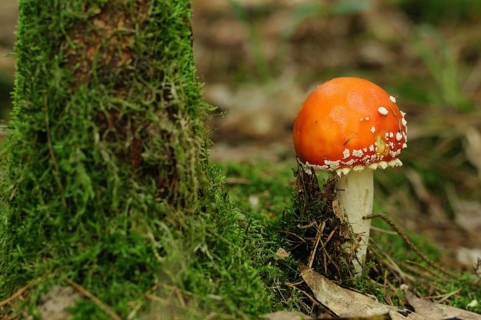 Fly agaric next to a moss-covered tree trunk in the forest, fly agaric (Amanita muscaria), Bavaria