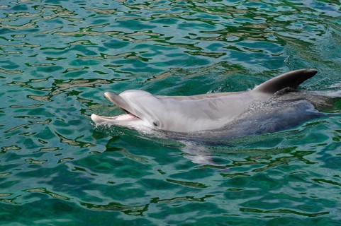 A dolphin swims through the clear water, Bottlenose dolphin (Tursiops truncatus), captive