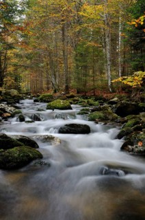 A stream flows through a dense forest, surrounded by colourful autumn leaves and a stony shoreline,
