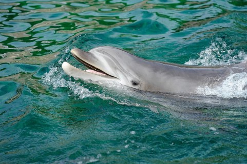 A dolphin swims energetically through the water, Bottlenose dolphin (Tursiops truncatus), captive
