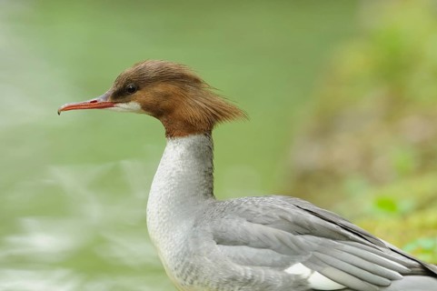 Goosander female gazes lost in thought over the water with a green backdrop, Goosander (Mergus