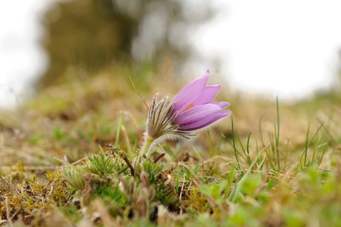 Close-up of a single purple Pasque flower (Pulsatilla vulgaris) in a spring meadow, Upper