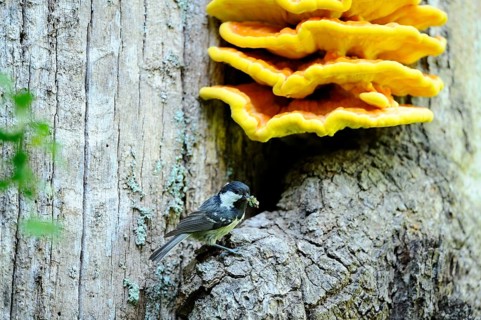 A titmouse sitting on a tree trunk under a large yellow mushroom, fir tit (Periparus ater), Bavaria