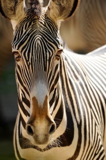 Zebra in close-up with detailed stripe pattern on brown background, Grevyzebra (Equus grevyi),