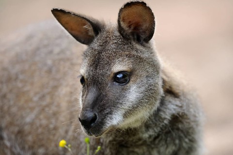 Kangaroo with soft fur and yellow flowers in the foreground, red-necked wallaby (Macropus