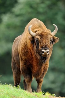 A bison on a green meadow with trees in the background, bison (Bos bonasus), Germany, Europe