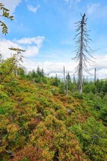 Vegetation with Norway spruce (Picea abies) and colored European blueberry (Vaccinium myrtillus) on
