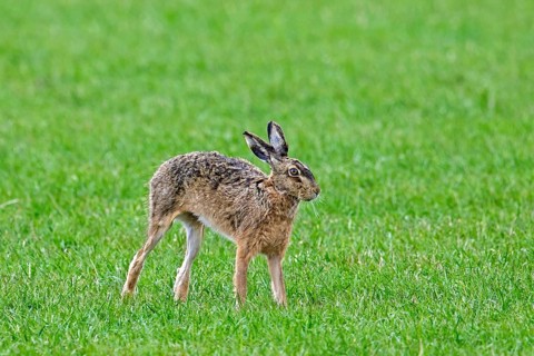 European brown hare (Lepus europaeus) stretching limbs in field, grassland in spring