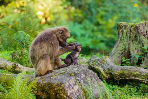 One female Gelada (Theropithecus gelada), or bleeding-heart monkey sits on a rock grooming her baby