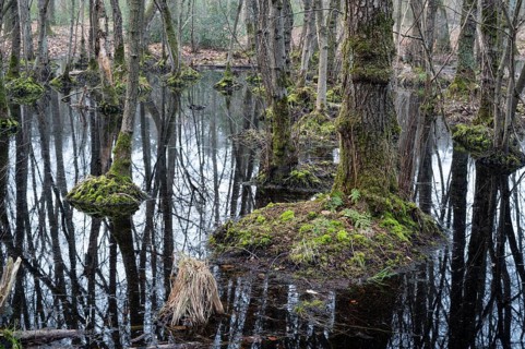 Alder swamp forest in early spring, with high water level, Bottrop, Ruhr area, North