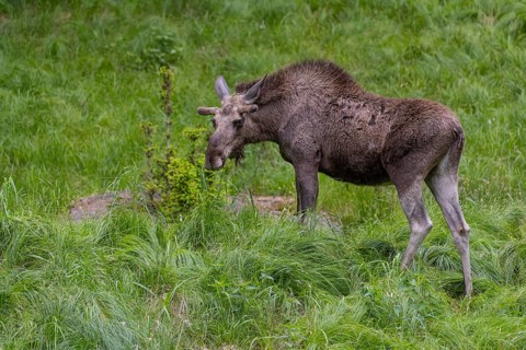 One adult male moose or elk, Alces alces, walking over a meadow with tall fresh green grass, eats