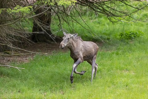One adult female moose or elk, Alces alces, running, chasing away a male moose to protect her two