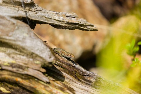 One viviparous lizard, or common lizard, (Zootoca vivipara, formerly Lacerta vivipara) sits on