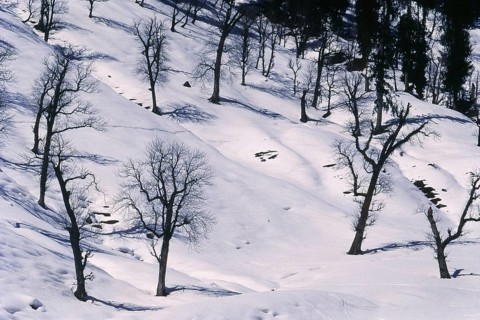 Snow covered land at Solang Valley, Manali, Himachal Pradesh, India, Asia