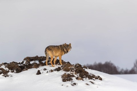 One male eurasian gray wolf (Canis lupus lupus) standing on a snow covered dung pile