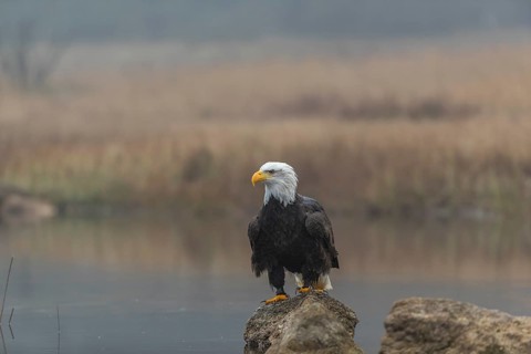 One Bald Eagle, Haliaeetus leucocephalus, standing on a rock in the shallow water ashore a small