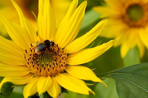 Bumblebee (Bombus spp) adult bee feeding on a Sunflower flower in an urban garden in summer,