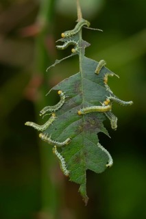 Large rose sawfly (Arge ochropus) caterpillar larva feeding on a rose leaf in a garden in summer,