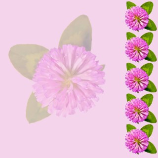 Frame of flowers and green leaves of clover isolated on pink background