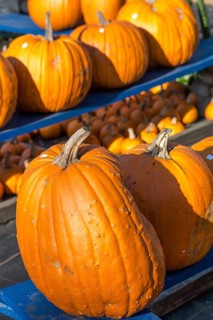 Pumpkin