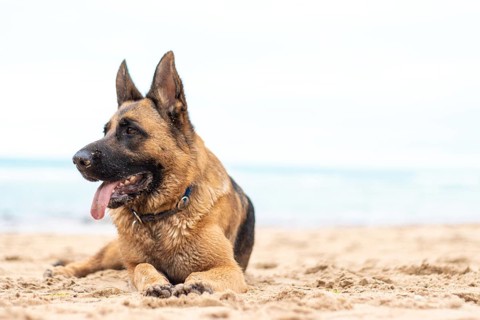 Beautiful German Shepherd dog lies on the sand at the beach Purebred animal. Happy face with tongue