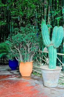 Jardin Majorelle, botanical garden in Marrakech, potted plants with cacti and shrubs in a rustic