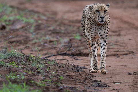 Cheetah (Acinonyx jubatus), Qwabi Private Game Reserve, Biosphere Reserve, Limpopo, South Africa,